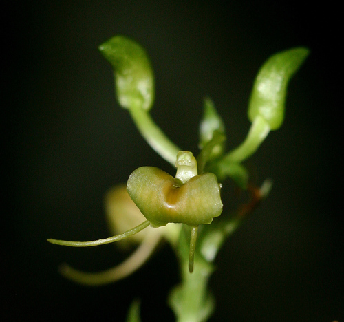 Litter Fly Orchid