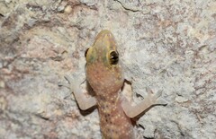 Hemidactylus turcicus