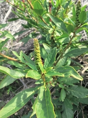 Phytolacca octandra