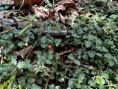 Mitchella repens