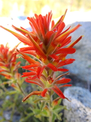 Haemanthus coccineus