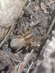 Trochosa
