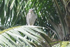Kaupifalco monogrammicus