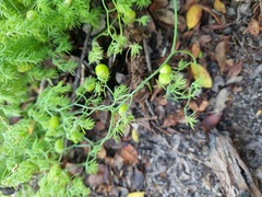 Asparagus declinatus