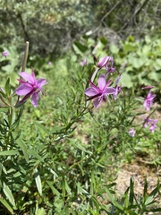 Chamaenerion fleischeri