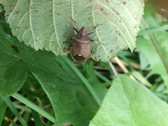 Picromerus bidens