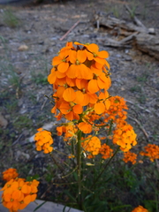 Erysimum capitatum