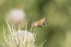 Macroglossum stellatarum