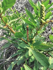 Phytolacca octandra