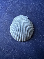 Argopecten irradians