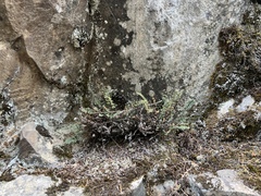 Myriopteris gracillima