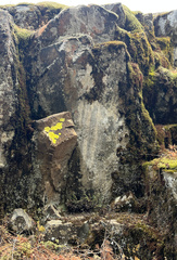 Myriopteris gracillima