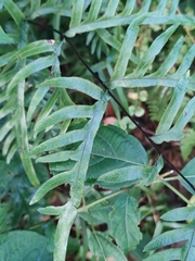Pteris semipinnata
