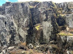 Myriopteris gracillima