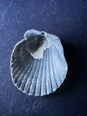 Argopecten irradians