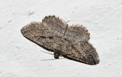 Rhoptria asperaria