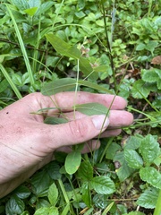 Hypericum virginicum