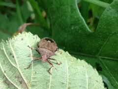 Picromerus bidens
