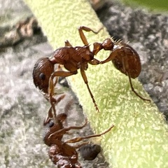 Myrmica rubra