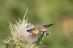 Macroglossum stellatarum
