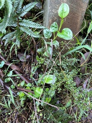 Hackelia latifolia