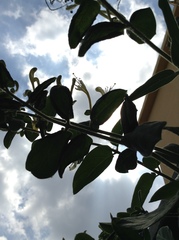 Lonicera japonica