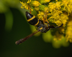 Parancistrocerus perennis