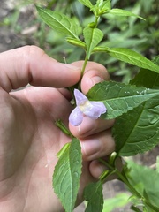 Mimulus alatus