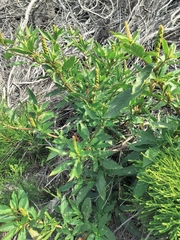 Phytolacca octandra