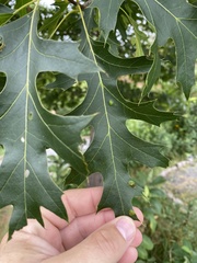 Quercus ellipsoidalis