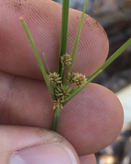 Cyperus croceus