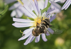 Eristalis dimidiata