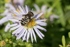 Eristalis dimidiata