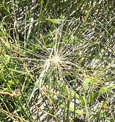 Plantae