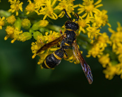 Parancistrocerus perennis