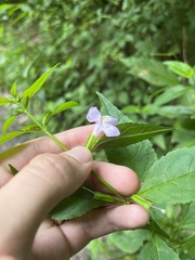 Mimulus alatus