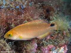 Symphodus mediterraneus