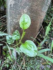 Hackelia latifolia