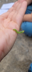 Symphyta