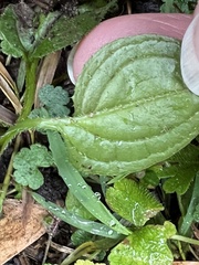 Hackelia latifolia