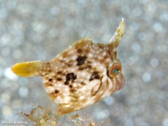 Stephanolepis hispida