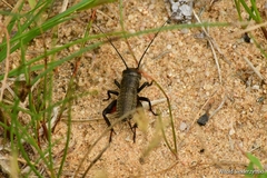 Gryllus campestris