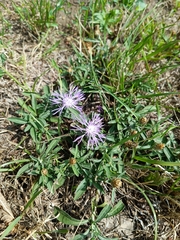 Centaurea jacea
