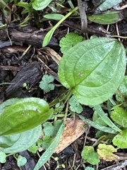 Hackelia latifolia