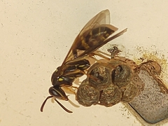 Hymenoptera
