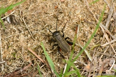 Gryllus campestris