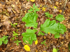 Quercus bicolor