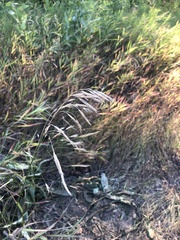 Bromus inermis