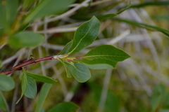 Salix pulchra