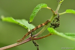 Melanchra persicariae